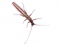 Leuctra fusca
